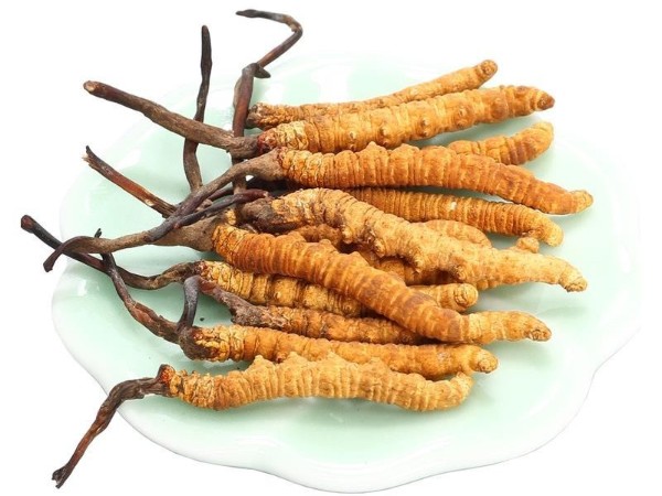 冬蟲夏草對(duì)癌癥患者的作用有哪些？