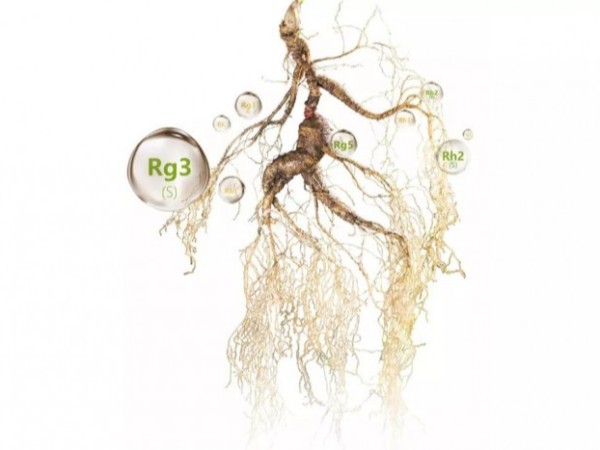 人參和人參皂苷的區別