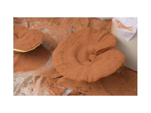 來月經(jīng)可以吃靈芝孢子粉嗎？