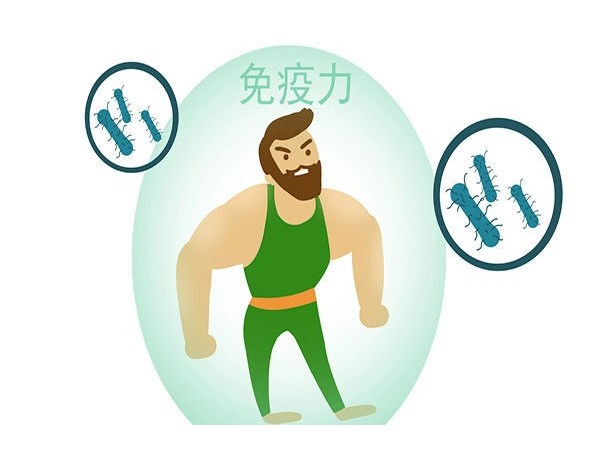 冬蟲夏草還能影響著身體免疫力？