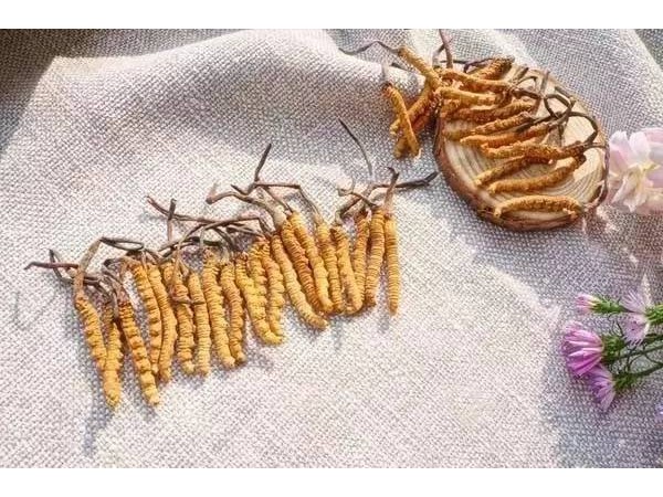 吃冬蟲夏草，精神好，能提高免疫力