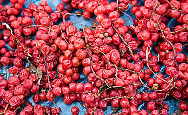 五味子：東方小紅果，五臟調和之寶