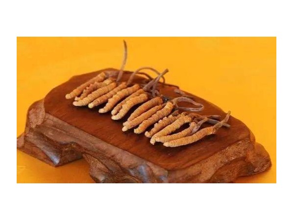 為什么冬蟲夏草是提高免疫力的王者？