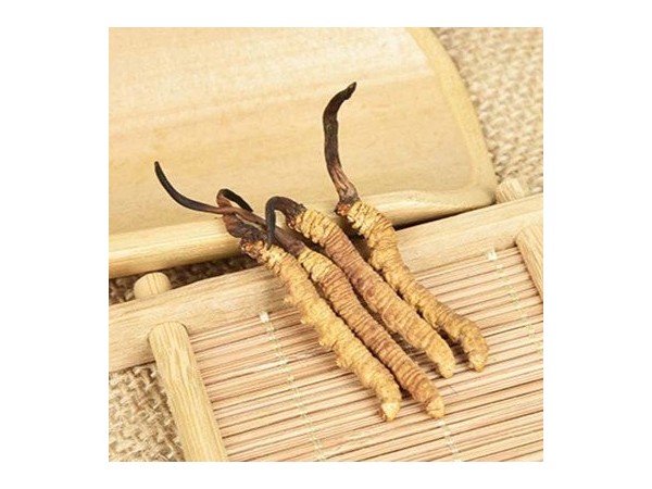 冬蟲夏草對人體的常見作用有哪些？