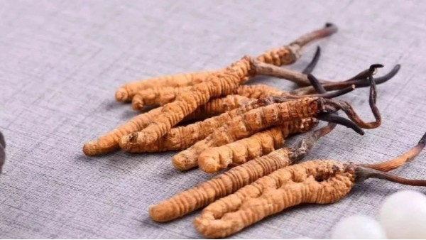 冬蟲夏草菌絲體養肺護肺，保護我們人體的第一道防線