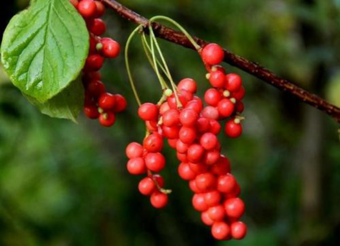 五味子、葛根等養(yǎng)肝成分，一年四季的養(yǎng)肝小能手！