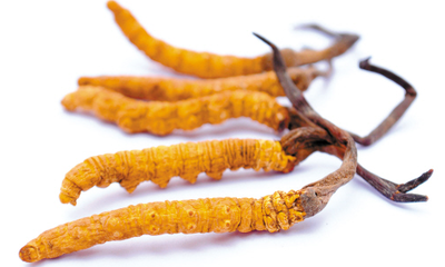 冬蟲夏草適合的人群和年齡段