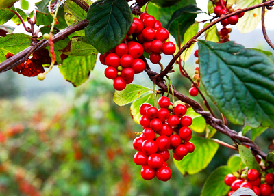 五味子提取物行業前景良好 在肝臟保護領域發展潛力大