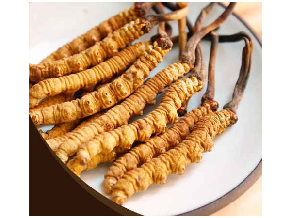 冬蟲(chóng)夏草如何調(diào)節(jié)免疫力，對(duì)人體有什么作用