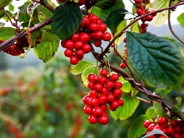 五味子的由來——中藥的傳承故事