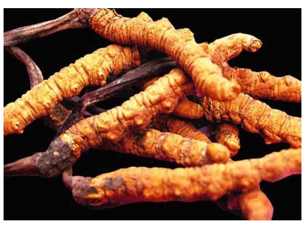 蝙蝠蛾擬青霉分類地位得到確認(rèn)