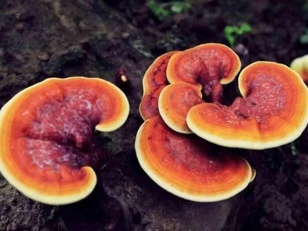 靈芝孢子粉的科普，這些你都了解嗎？