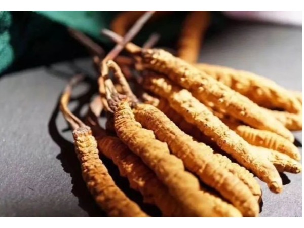 吃冬蟲夏草保護肝臟、抗疲勞，提高免疫力！